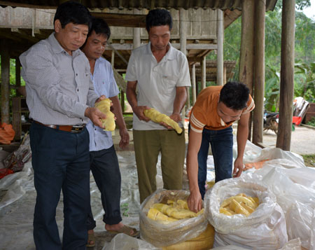 Nông dân xã Kiên Thành thu hoạch, sơ chế măng Bát độ bán cho các công ty thu mua.